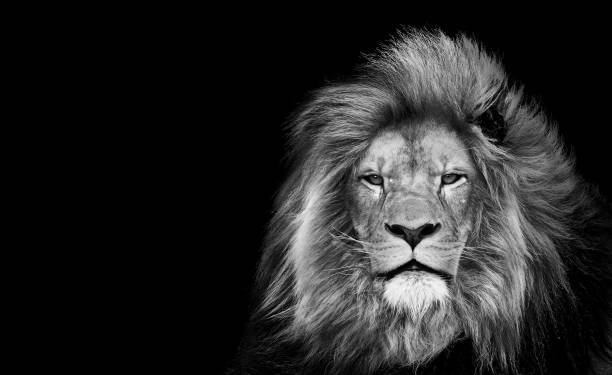 Majestic black and white lion portrait highlighting strength, regal mane, and piercing gaze.