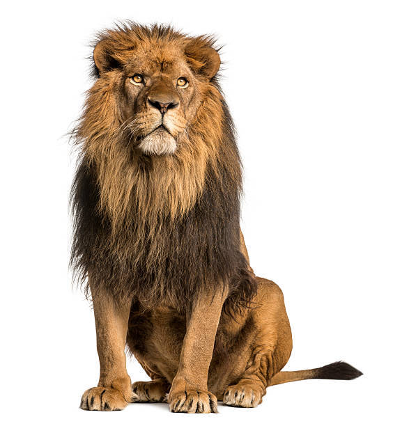 Majestic male lion with a flowing mane, sitting confidently in wildlife photography.