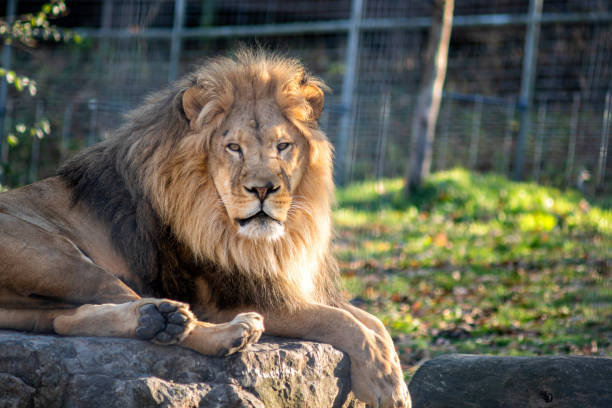 Majestic lion resting on rocks in a serene zoo habitat with sunlight and natural background.