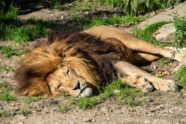 Majestic lion resting in natural habitat with golden fur and green surroundings.