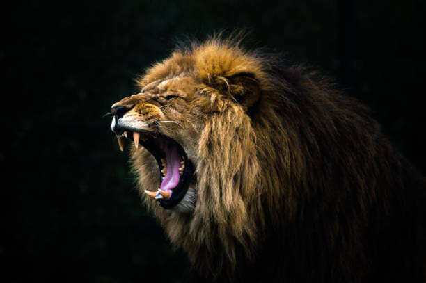 Majestic roaring lion with powerful mane, fierce expression, and intense gaze in a dramatic wildlife portrait.
