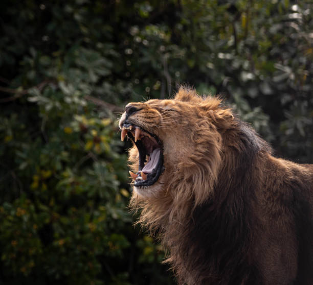 Majestic lion roaring with a flowing mane in lush green wildlife habitat.