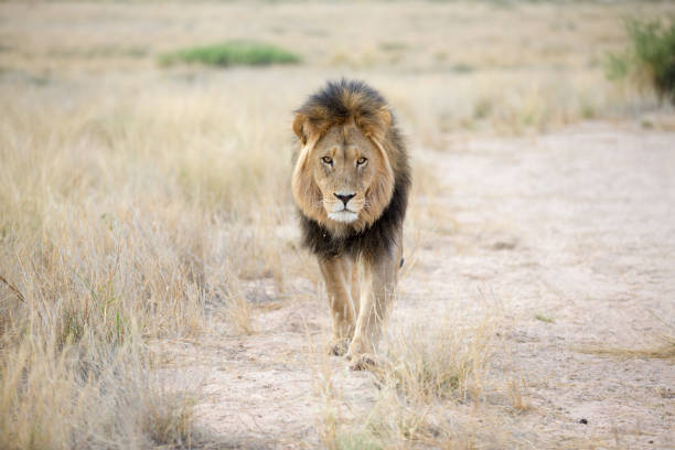Majestic lion walking through sunlit savanna with golden grass and striking mane.