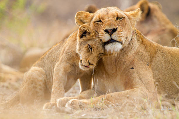 Lioness and cub sharing a tender moment in the African savannah wildlife scene.