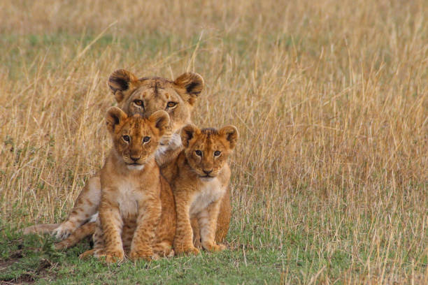 Lioness with playful cubs in African savannah under golden sunset light.