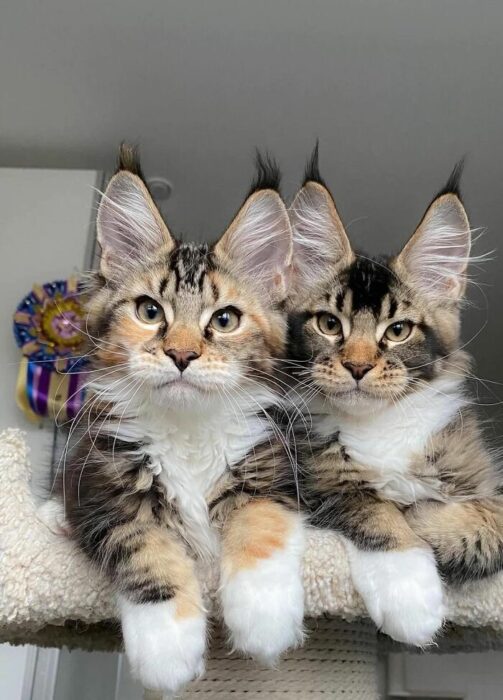 Adorable Maine Coon kittens with expressive eyes and fluffy fur resting on a plush surface.