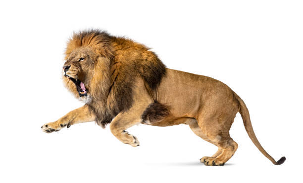 Leaping lion showcasing strength, power, and majestic agility against a white minimalist background.