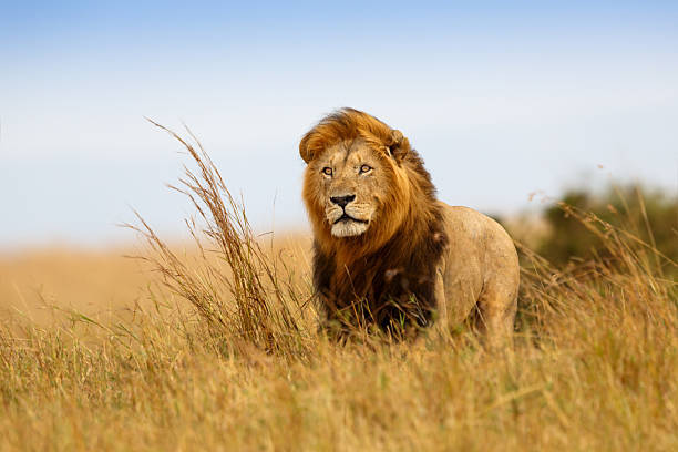 Majestic lion standing in golden grassland with rich mane under a tranquil blue sky.