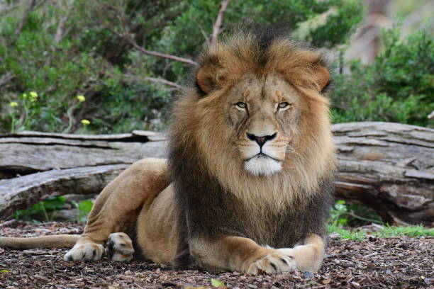 Majestic lion resting in natural savannah habitat with lush greenery and golden mane.