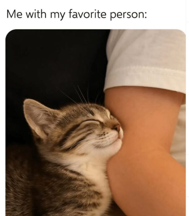 Cute gray tabby kitten cuddling with owner, showing love and companionship in a cozy scene.