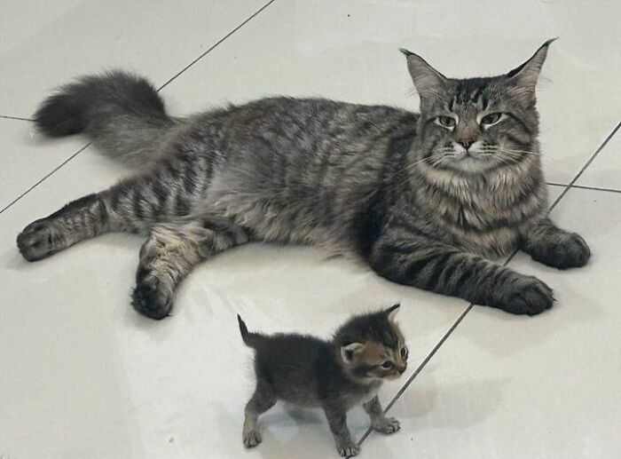 Mother and playful kitten relaxing on shiny white tiled floor.