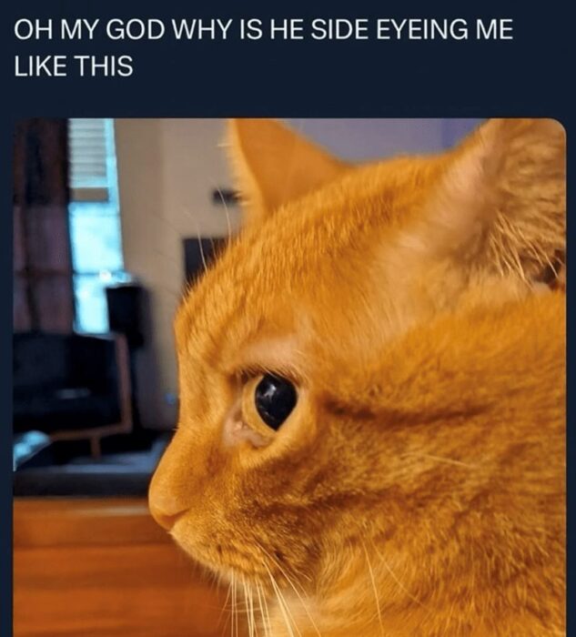 Cute orange tabby cat giving a playful side-eye in cozy indoor setting.