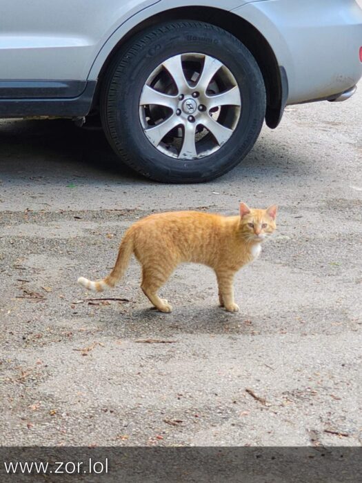 Orange tabby cat outdoors near modern silver SUV in a natural, gravelly setting.