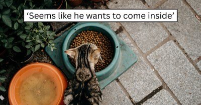 Outdoor cat near food bowl with plants and water, longing to come inside.