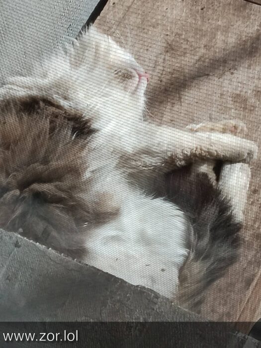 Calm sleeping cat on wooden porch with soft light and cozy atmosphere.