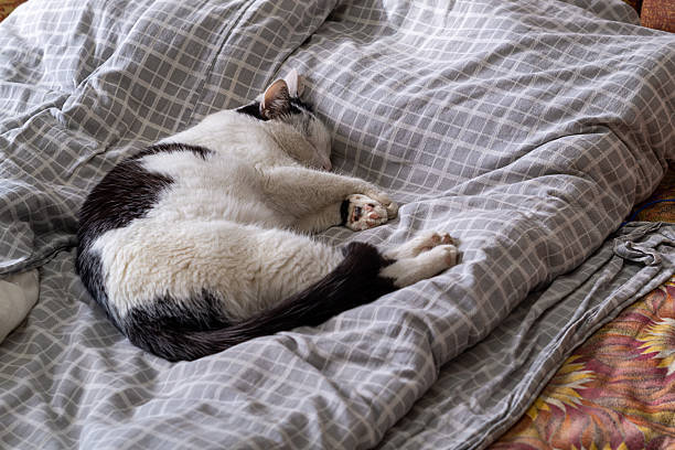 Peaceful white and black cat sleeping on cozy gray blanket in a relaxing bedroom scene.