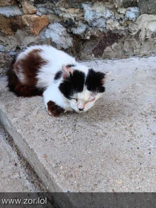 Relaxing white and brown cat napping on weathered concrete outdoor surface.
