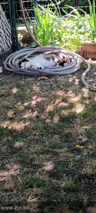 Cute outdoor cat resting in garden hose surrounded by lush greenery and garden tools.