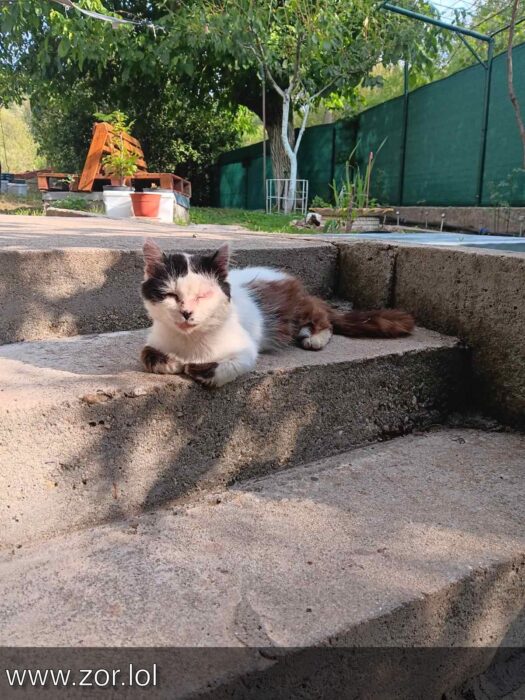 Contented cat resting on stone steps in lush garden with greenery and sunlight.