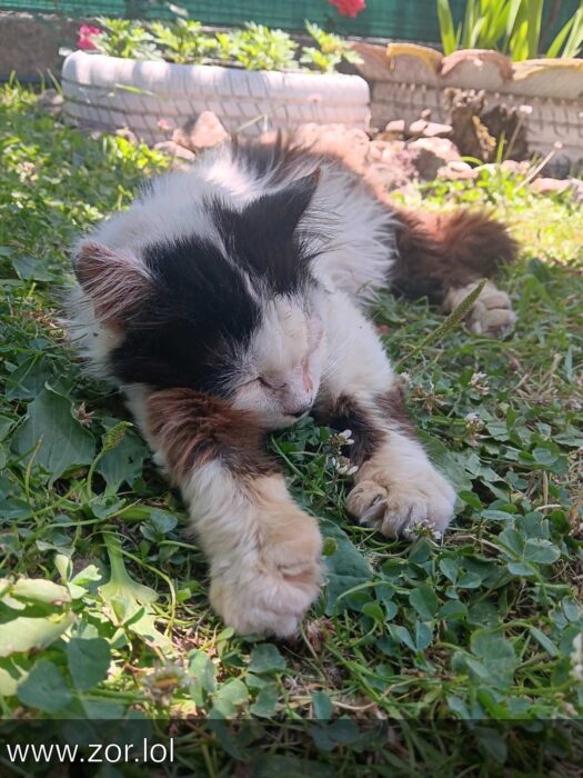 Relaxed garden cat sleeping on green grass with flowers and sunlight.
