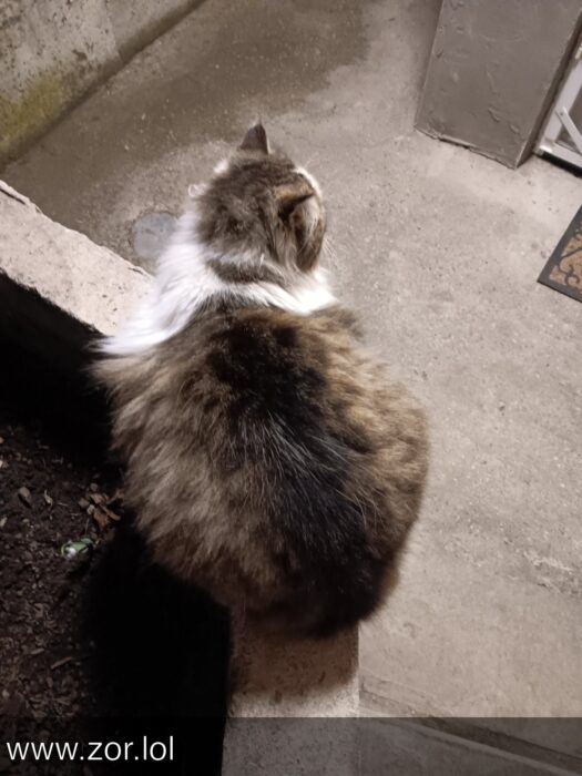 Cute outdoor cat sitting on ledge, observing garden scene at dusk in a rustic backyard.