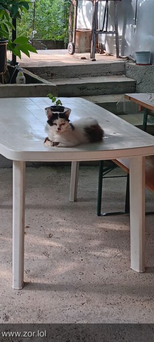 Relaxing cat napping outdoors on a white table surrounded by greenery.