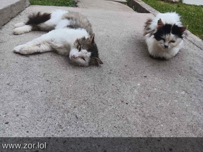 Two relaxed outdoor cats lounging on concrete with grass and soft natural light.