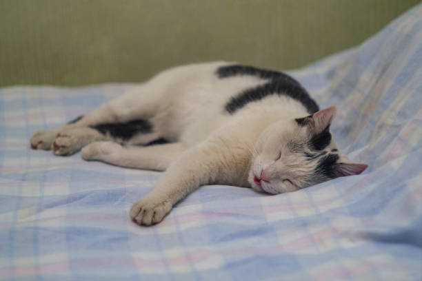 Cute white and black cat sleeping on cozy plaid blanket in a peaceful home setting.