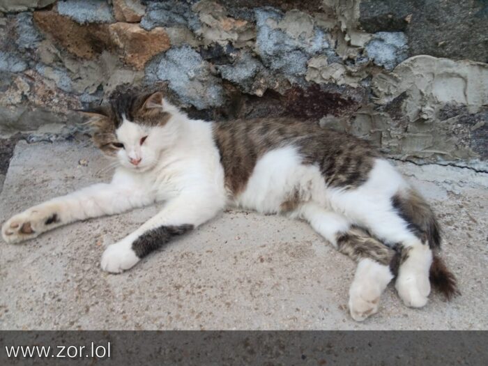 Asya’s Cats for Fri, Sep 12 2025