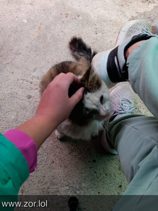 Friendly cat being pet by a person outdoors on concrete ground.