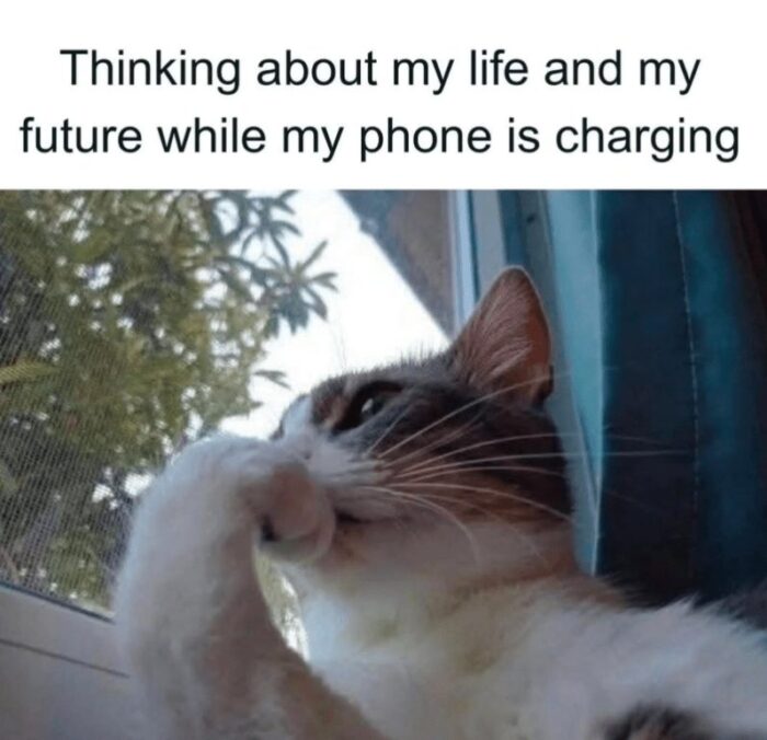 Contemplative cat looking out the window during phone charging, blending humor, tranquility, and introspection.