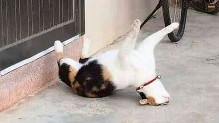 Relaxed calico cat lying on backyard patio in playful pose.