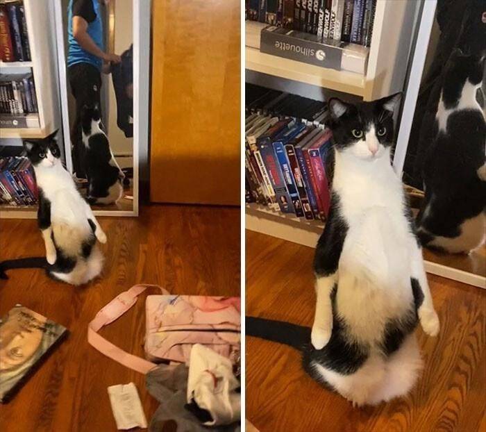 Funny white and black cat standing upright, looking at mirror in cozy, cluttered living room.