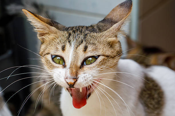 Cute, curious cat meowing with bright green eyes and expressive face in a cozy home.