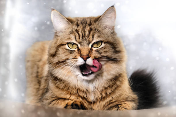 Playful fluffy tabby cat licking lips in a cozy snowy outdoor setting.