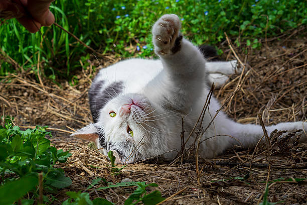 Playful gray and white cat lying on grass, reaching with green eyes in a garden scene.