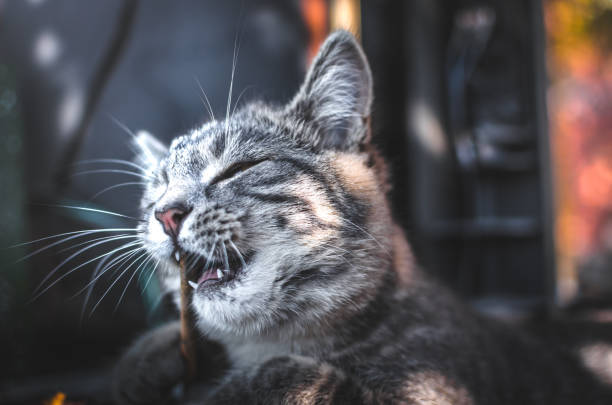 Gray tabby cat playing outdoors, chewing stick, sunshine, green background, curious and happy feline.