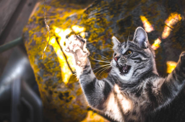 Playful gray tabby cat hunting outdoors on sunlit rocks with vibrant, natural lighting.