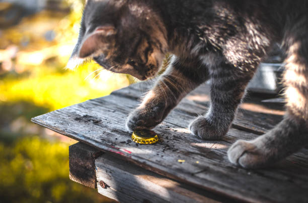 Playful gray tabby cat batting a yellow bottle cap on outdoor wooden surface.