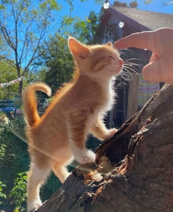 Cute orange kitten cuddling with a person outdoors in a lush garden.