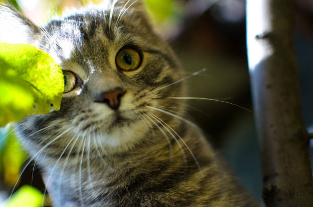 Curious grey tabby cat among lush green leaves with striking yellow eyes and soft natural lighting.