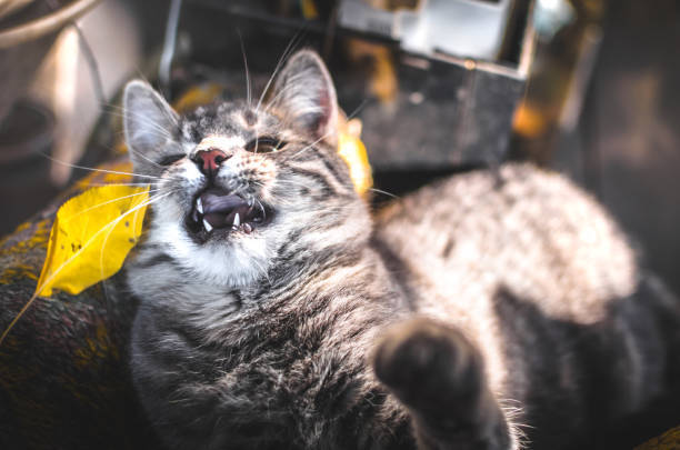 Cute gray tabby cat stretching and playfully yawning on cozy blanket with natural outdoor background.
