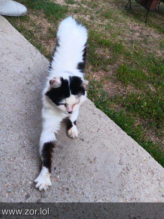 Playful white and black cat stretching outdoors on concrete and grassy area.