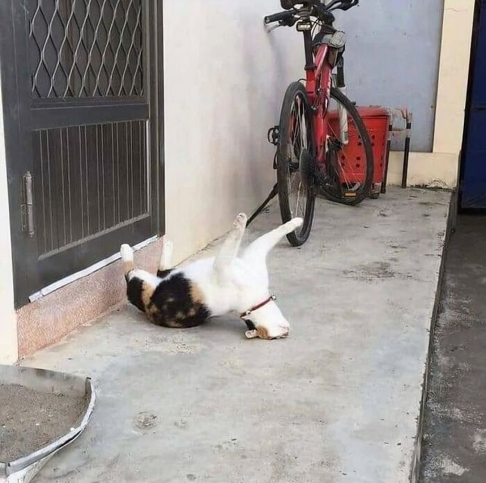 Playful calico cat lying on its back near a black door in an outdoor courtyard.