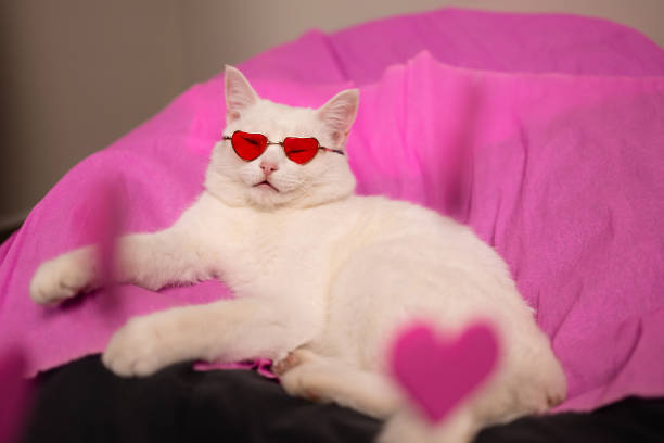 Cute white cat with heart-shaped sunglasses relaxing on pink blanket, surrounded by love-themed decorations.
