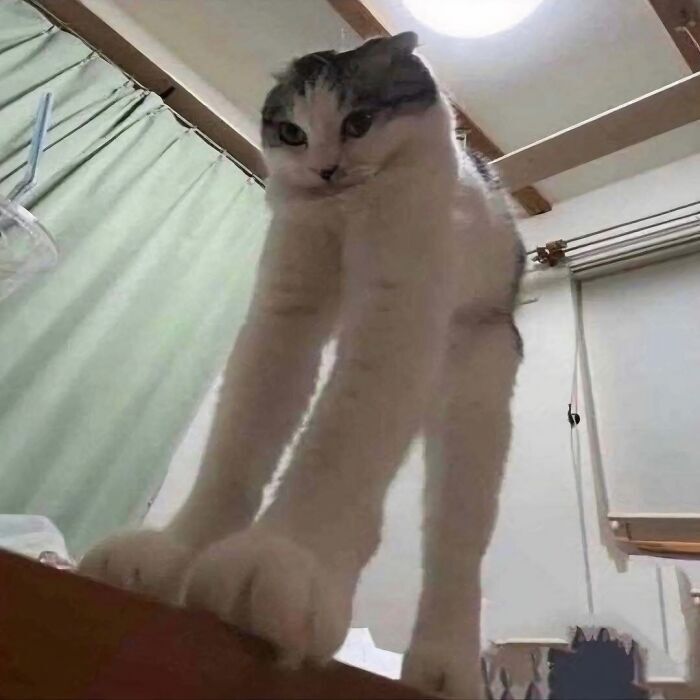 Funny cat with elongated legs and playful expression sitting on a cozy indoor countertop.