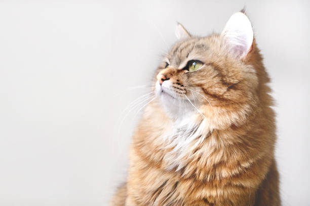 Close-up of a regal golden-brown long-haired cat with green eyes and fluffy white accents.