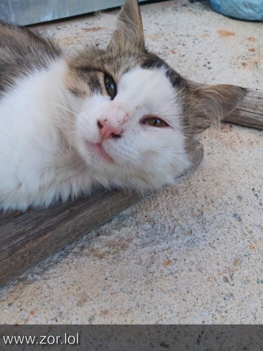 Relaxed cat with green and brown eyes lounging on wooden surface outdoors.