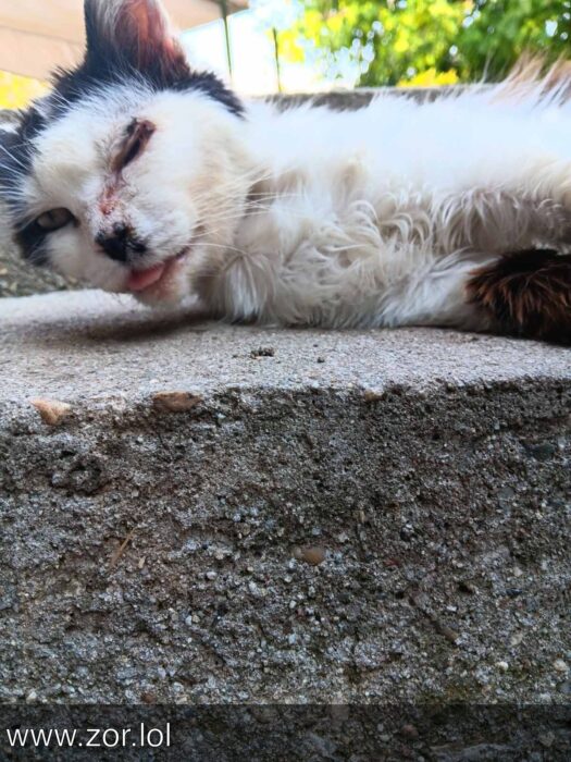 Relaxed black and white cat lying on concrete slab outdoors in sunny, peaceful garden setting.