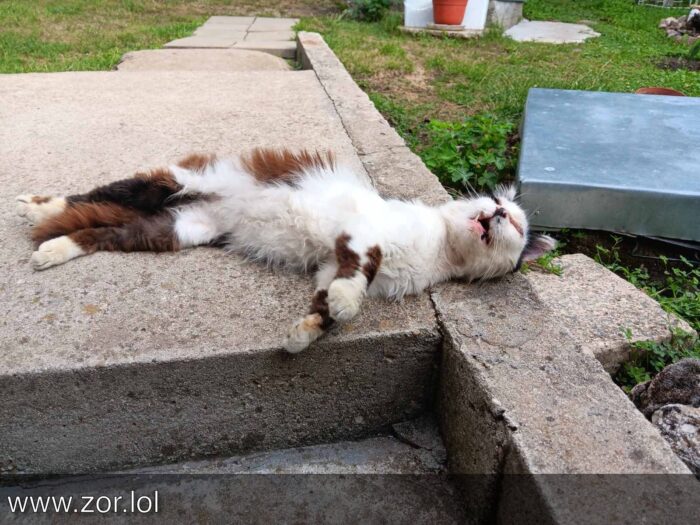 Relaxed white and brown cat lounging on concrete in a lush garden outdoor setting.